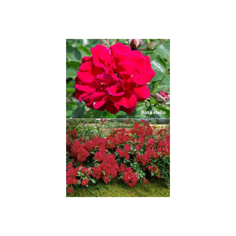 Rožė - Rosa Hello savašaknė P16C3