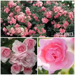 Rosa BONICA ®