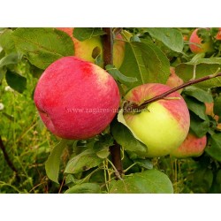 Apple Tree - Malus domestica DOČ MELBY