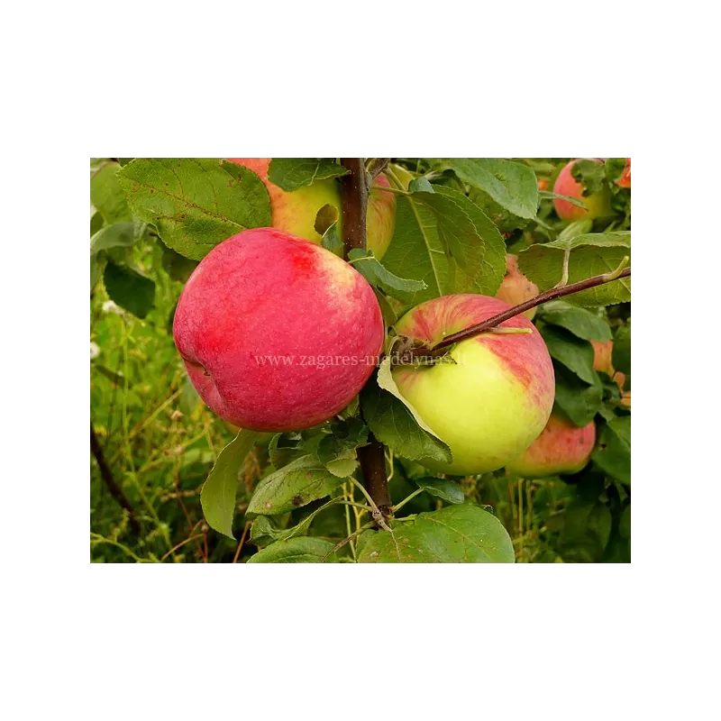 Paprastoji (naminė) obelis Doč Melby - Malus domestica DOCH MELBY MM106/B118 GR