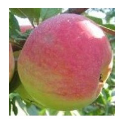 Apple Tree - Malus domestica DOČ MELBY