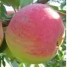 Paprastoji (naminė) obelis Doč Melby - Malus domestica DOCH MELBY MM106/B118 GR