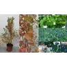 Dantytasis putinas - Viburnum dentatum Blue Muffin P29C10R 80-100CM gyva foto 2021-09-29