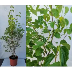 Dantytasis putinas - Viburnum dentatum Blue Muffin