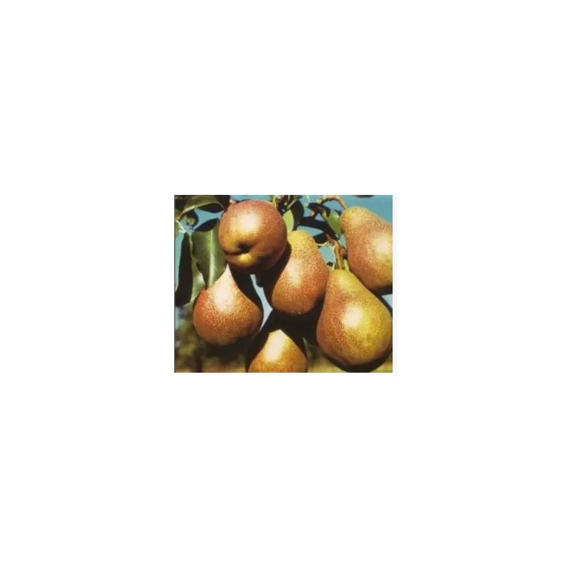 Lietuvos sodininkystės ir daržininkystės instituto sodinukai su pristatymu į namus