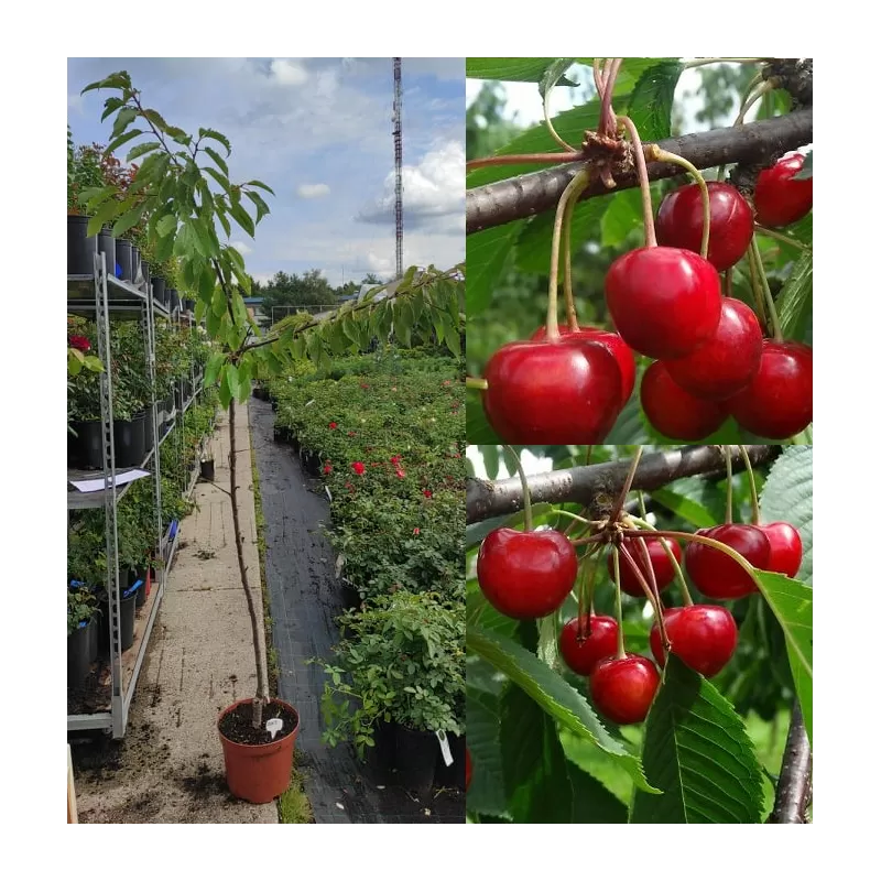 Lietuvos sodininkystės ir daržininkystės instituto sodinukai su pristatymu į namus