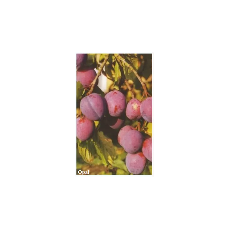 Lietuvos sodininkystės ir daržininkystės instituto sodinukai su pristatymu į namus