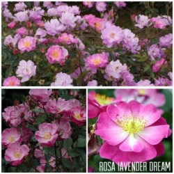 Rožė - Rosa LAVENDER DREAM