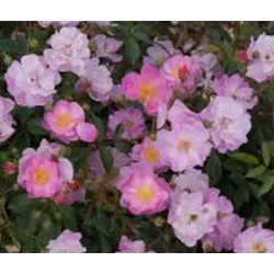 Rožių krūmai internetu su pristatymu į namus