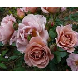 Rožė - Rosa Lavender Pinocchio P21C4 vazone , RINKITĖS KITĄ KODĄ