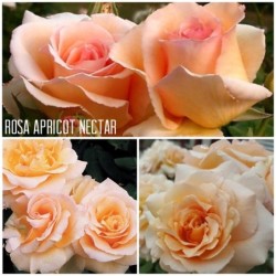 Rožė - Rosa Apricot Nectar P19,5/C5,6 2/3METAI
