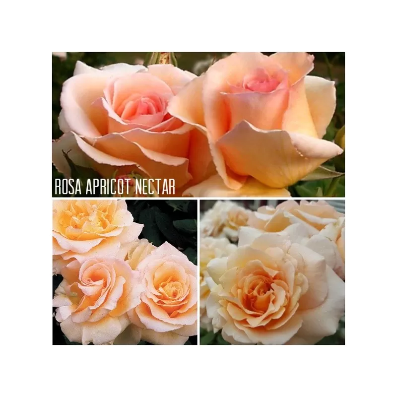 Rožė - Rosa Apricot Nectar P19,5/C5,6 2/3METAI