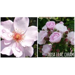 Rožė - Rosa Lilac Charm skiepyta P21C5