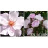 Rožė - Rosa Lilac Charm skiepyta
