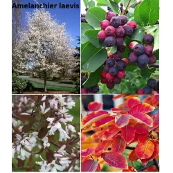 Glotniųjų medlievų sodinukai su pristatymu į namus