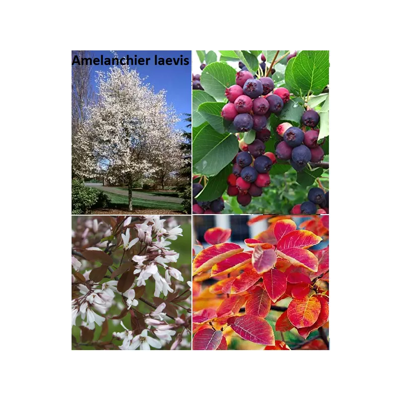 Glotniųjų medlievų sodinukai su pristatymu į namus