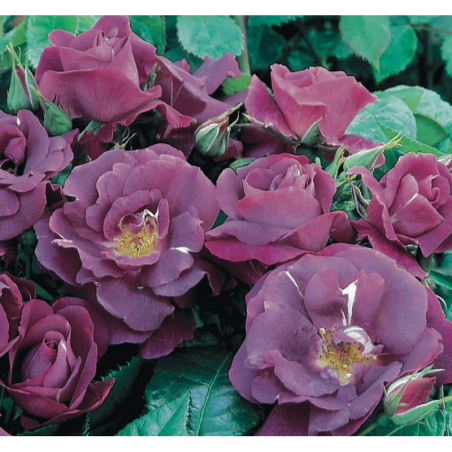 Rožė - Rosa RHAPSODY IN BLUE ® (Frantasia) Warners®/Weeks® skiepyta C4 vazone