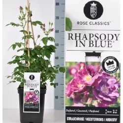 Rožių krūmai internetu su pristatymu į namus