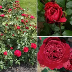 Rosa RED LEONARDO DA VINCI ®