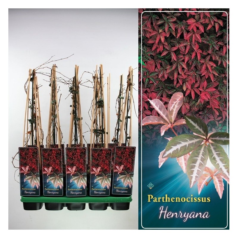 Vinvytis - Parthenocissus Henryana P14 C2 raudona lapų sp. pristatymas 2022 m. pavasarį