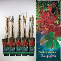 Vinvytis - Parthenocissus Quinquefolia P14 C2 pristatymas...