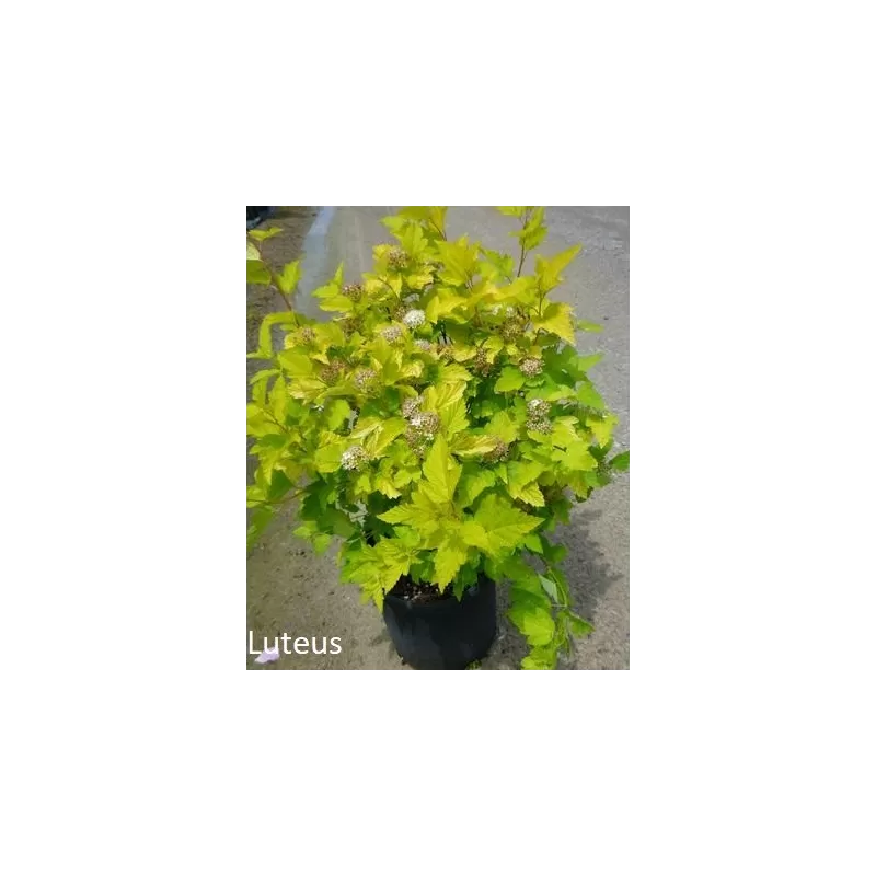 Putinalapis (paprastasis) pūslenis LUTEUS - Physocarpus opulifolius 17Ø 60cm