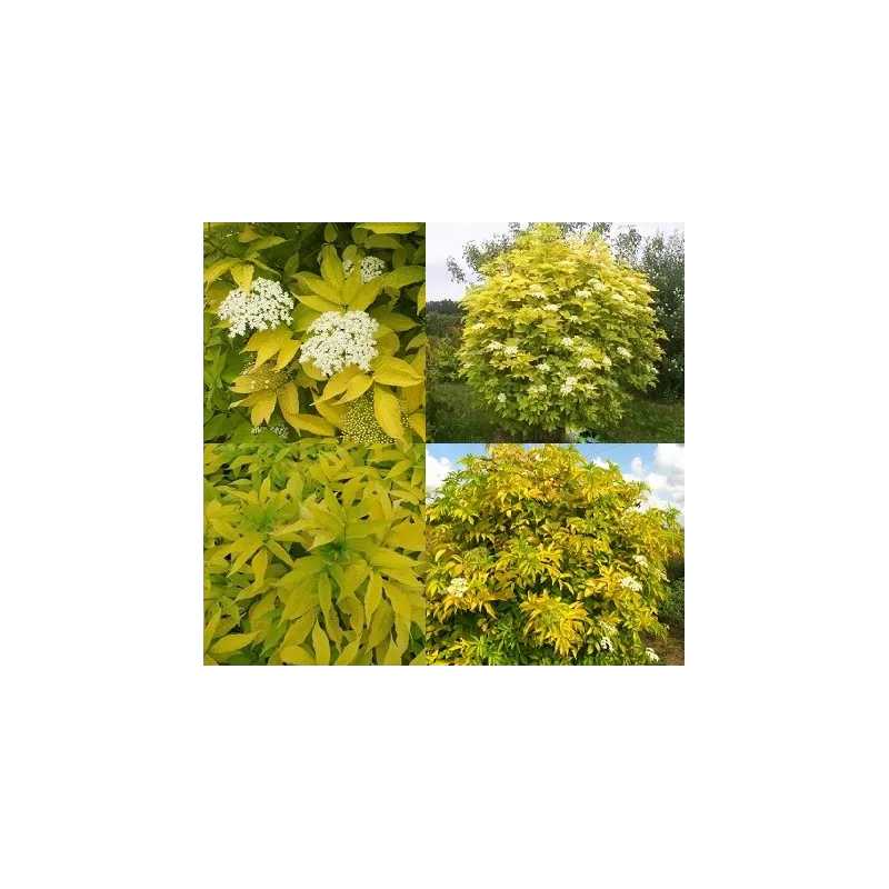 Juoduogis šeivamedis Aurea - Sambucus nigra AUREA