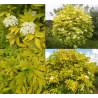 Juoduogis šeivamedis Aurea - Sambucus nigra AUREA