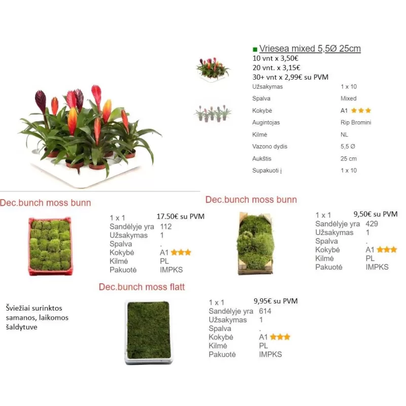Vriesea mixed 5,5 cm 20cm augintojas RIP BROMINI (tik atsi?mimas Vilniuje, Kaune, Klaipėdoje) x10