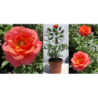Rožė - Rosa LAMBADA ®