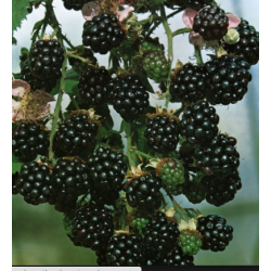 Gervuoge - Rubus fruticosus Theodoor Reimers P17 30-40 CM  ,...
