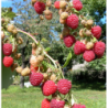 Paprastoji aviete - Rubus idaeus Aroma Queen P20C5.6 40+CM