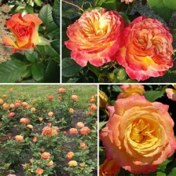 Rožė - Rosa Gartenspass (Korgohowa) P21C4 vazone