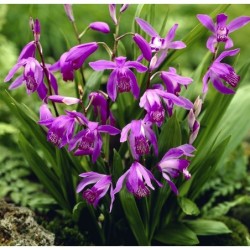 Sodo orchidėja - Bletilla striata Purple 2-3 ūgliai P9 vazone
