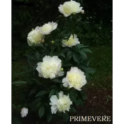 Bijūnas - Paeonia lactiflora PRIMEVERE