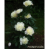 Paeonia lactiflora PRIMEVERE