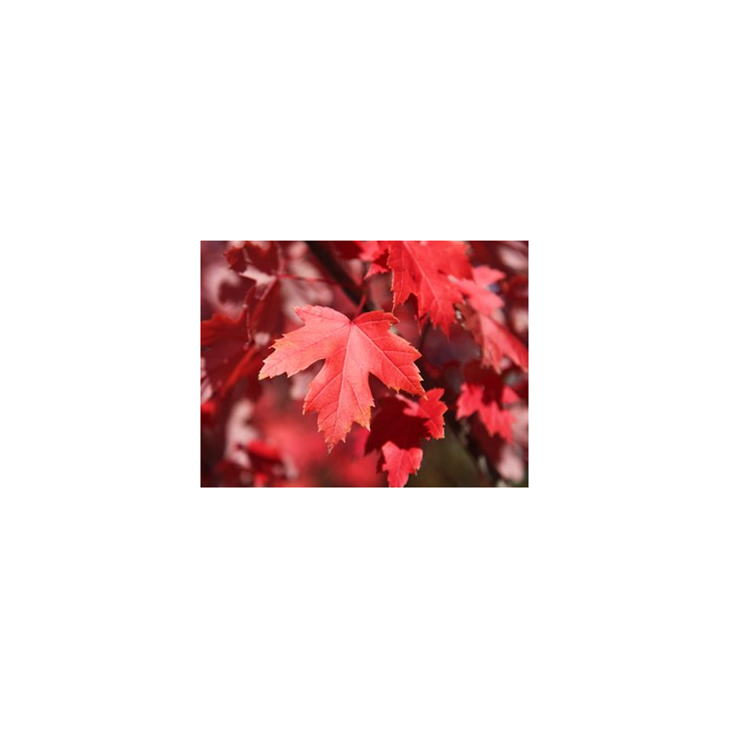 Raudonasis klevas - Acer rubrum OCTOBER GLORY