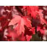 Raudonųjų klevų October Glory sodinukai su pristatymu į namus