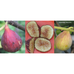 Skiautėtalapis fikusas (figmedis) - Ficus carica OSBORN...