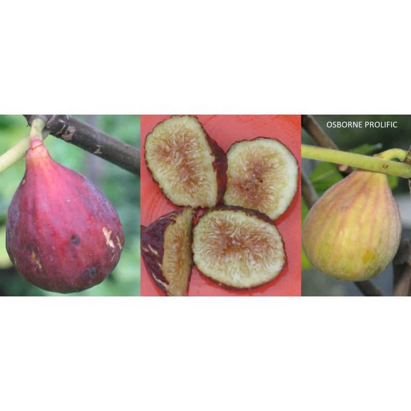 Skiautėtalapis fikusas (figmedis) - Ficus carica OSBORN PROLIFIC TC1