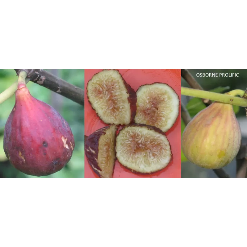 Skiautėtalapis fikusas (figmedis) - Ficus carica 'Brown Turkey' P11/C1 SBC
