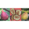 Skiautėtalapis fikusas (figmedis) - Ficus carica OSBORN PROLIFIC TC1