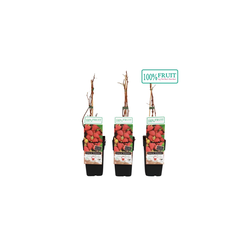 Avietė (vasarinė) - Rubus idaeus WILLAMETTE® P15