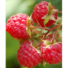 Avietė (vasarinė) - Rubus idaeus WILLAMETTE® P15
