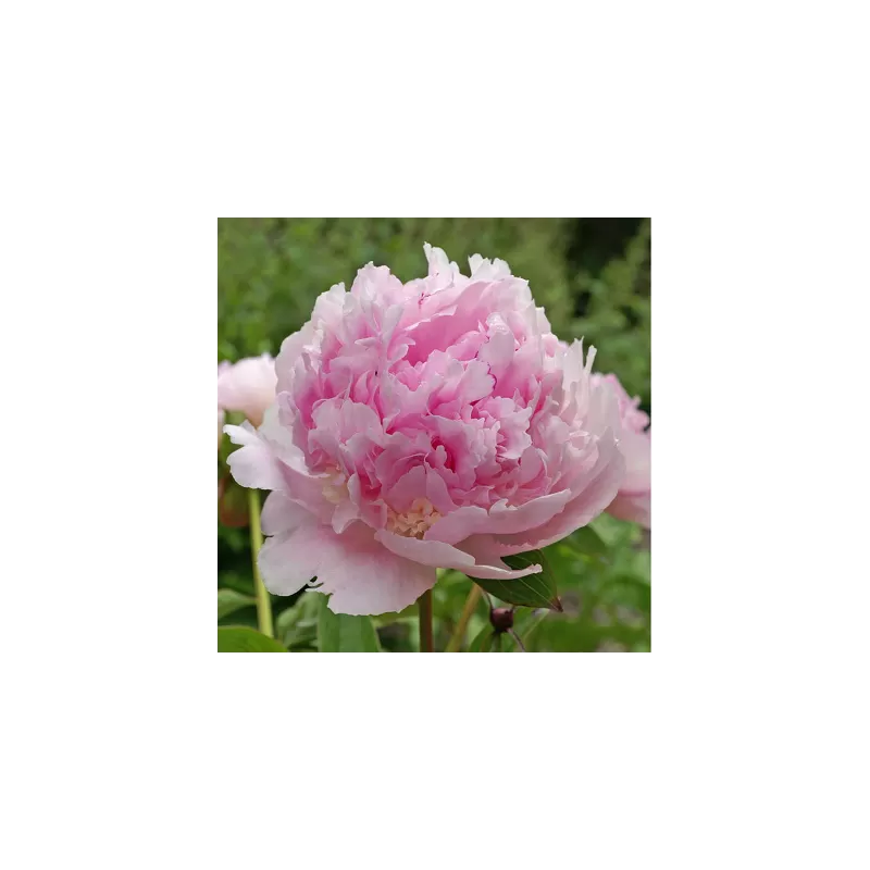 Bijūnas - Paeonia Edens Perfume