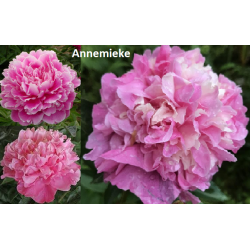 Bijūnas (žolinis) - Paeonia (lactiflora) ANNEMIEKE 3-5 P16 C3
