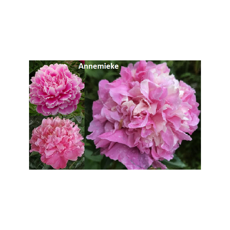 Bijūnų sodinukai internetu su pristatymu į namus