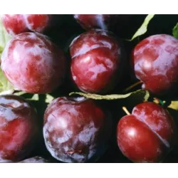 Slyva (poskiepis - vyšninė slyva) - Prunus domestica AVE