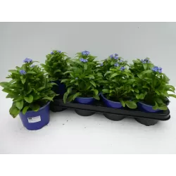 Miškinė neužmirštuolė - Myosotis sylvatica Mon Amie 13Ø gyva foto 2022-02-22