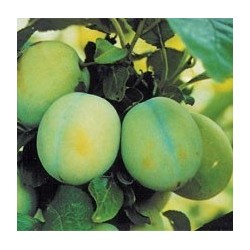 Slyva - Prunus domestica ONTARIO
